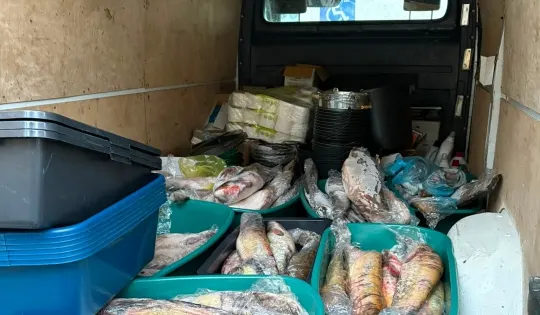 Dubova, DN 57: peste 200 kg pește confiscat, dosar penal